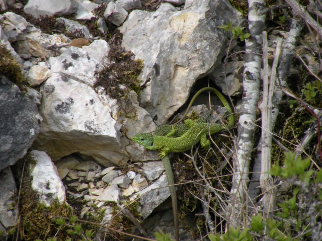 Un''allegra banda nel Parco Nazionale d''Abruzzo